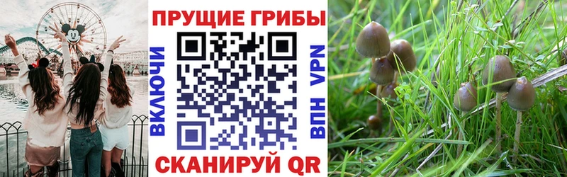 Галлюциногенные грибы прущие грибы  Приволжск 